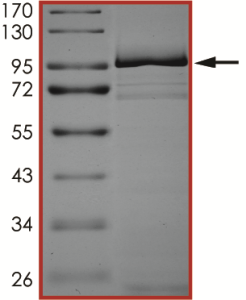 EGFR (L792H L858R), Active